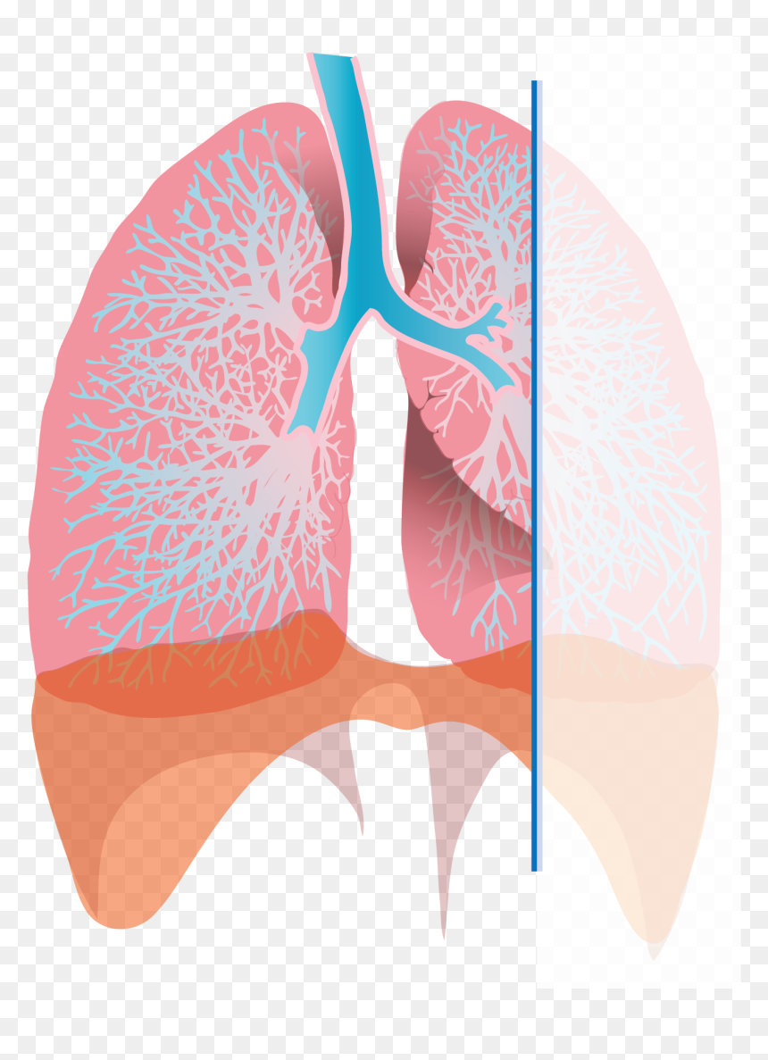 Transparent Inhaler Clipart - Diagram Of Inhalation, HD Png Download - lungs png