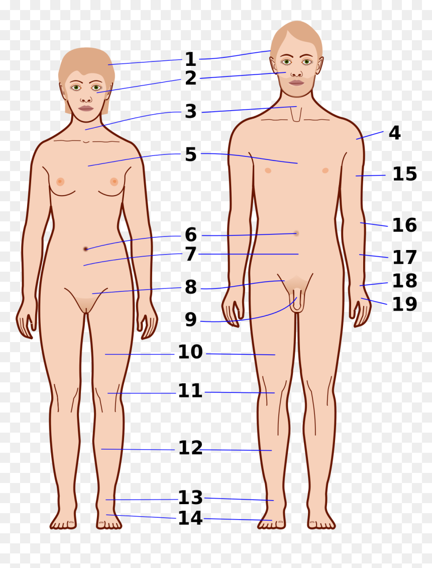 Muscle Man Png , Png Download - Body's, Transparent Png - muscle man png