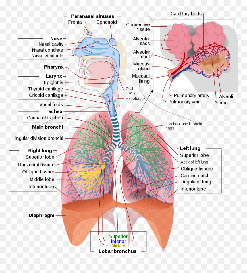 Respiratory System, HD Png Download - lungs png