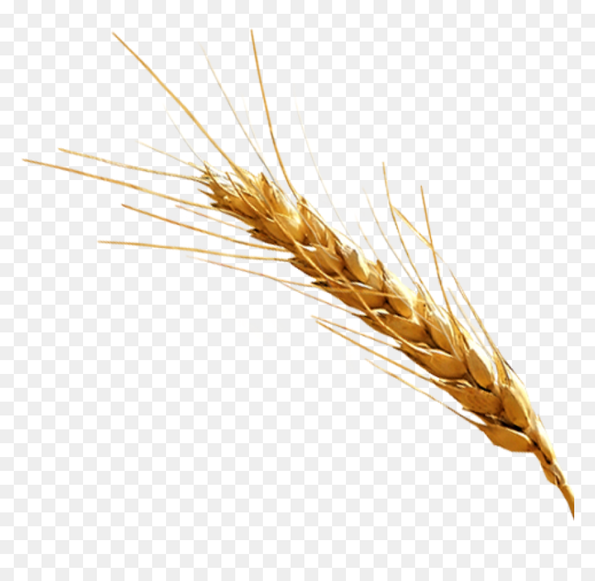 Thumb Image - Barley Png, Transparent Png - barley png