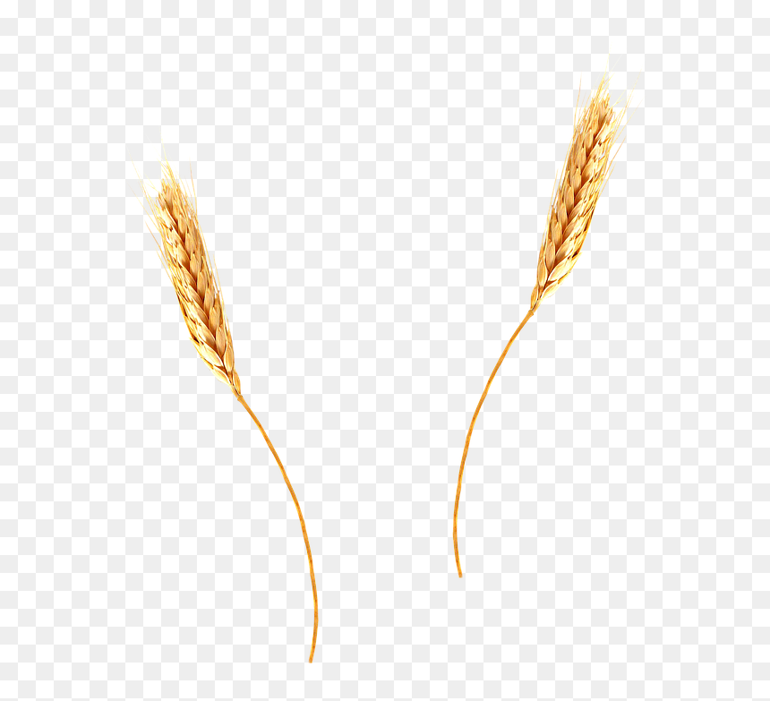 Thumb Image - Transparent Background Wheat Straw Png, Png Download - trigo png