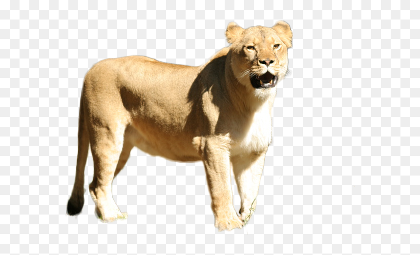Masai Lion, HD Png Download - lioness png
