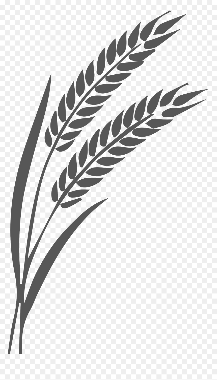 Linea De Trigo - Silhouette Of Grain Png, Transparent Png - trigo png