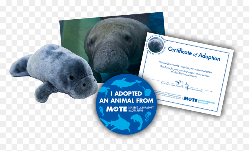 Items Included In Buddy Package - Marine Mammal, HD Png Download - manatee png