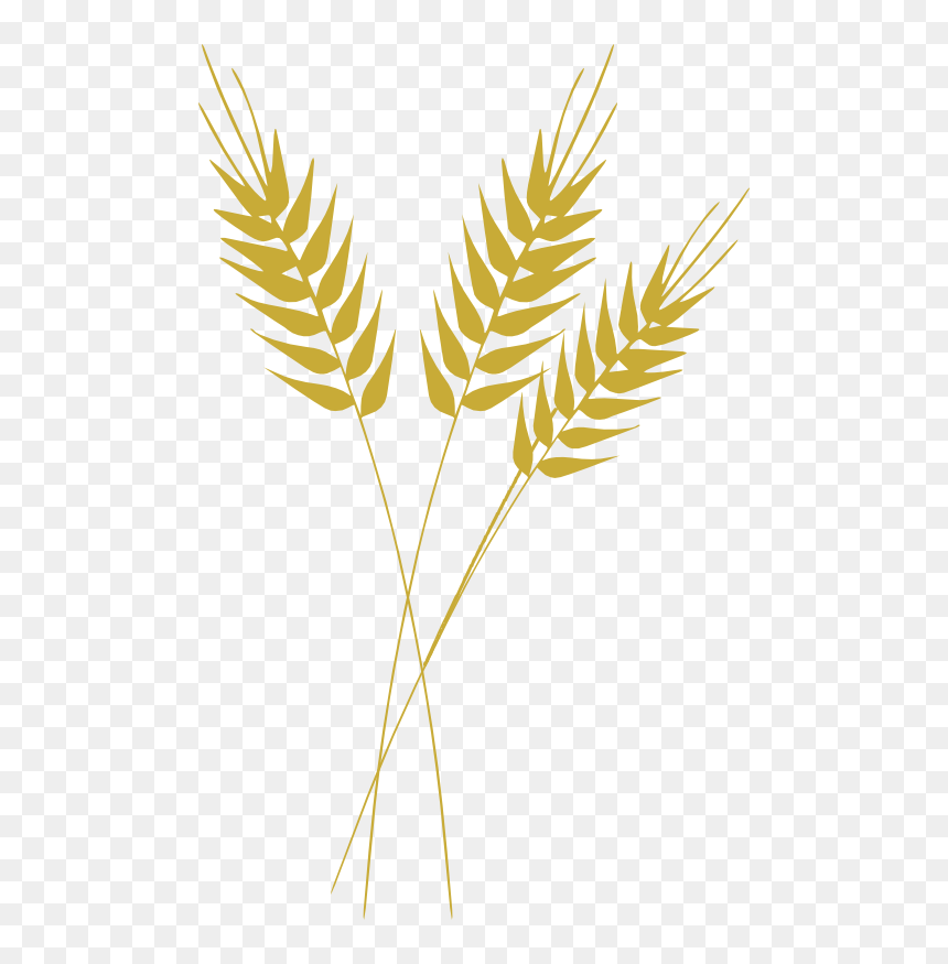 Thumb Image - Black And White Wheat, HD Png Download - trigo png