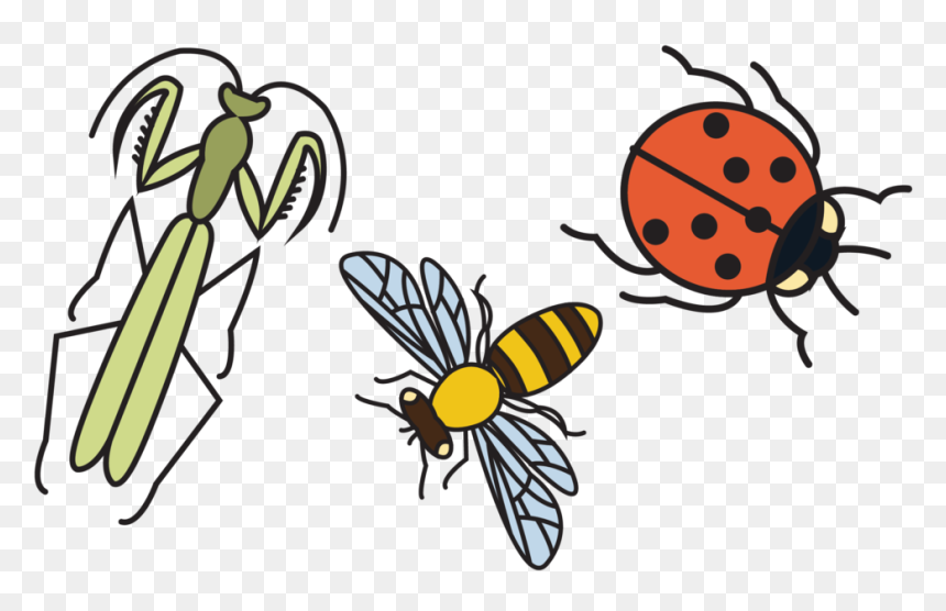 Good Bugs 2, HD Png Download - bugs png
