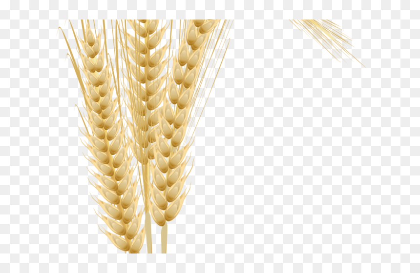 Transparent Whole Grains Clipart - Maize Wheat, HD Png Download - trigo png