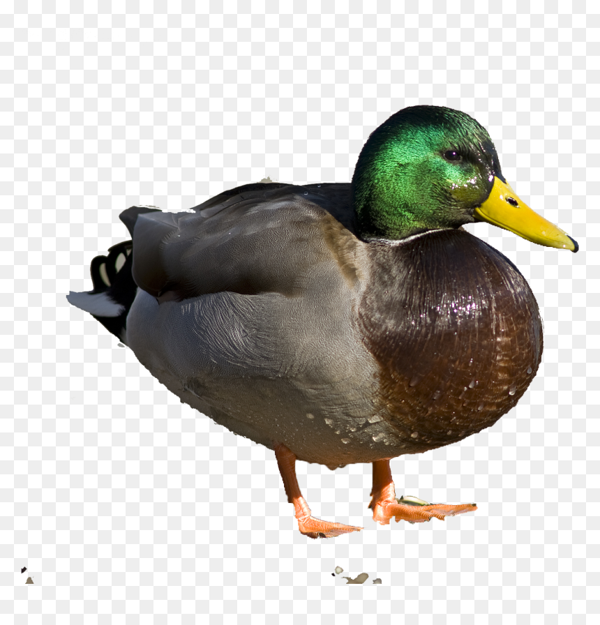 Transparent Wetland Png - Find Pictures Of Dead Ducks, Png Download - ducks png