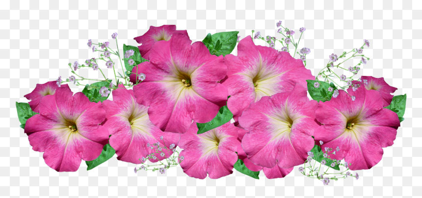 รูป ดอกไม้ ติด บอร์ด, HD Png Download - gardener png
