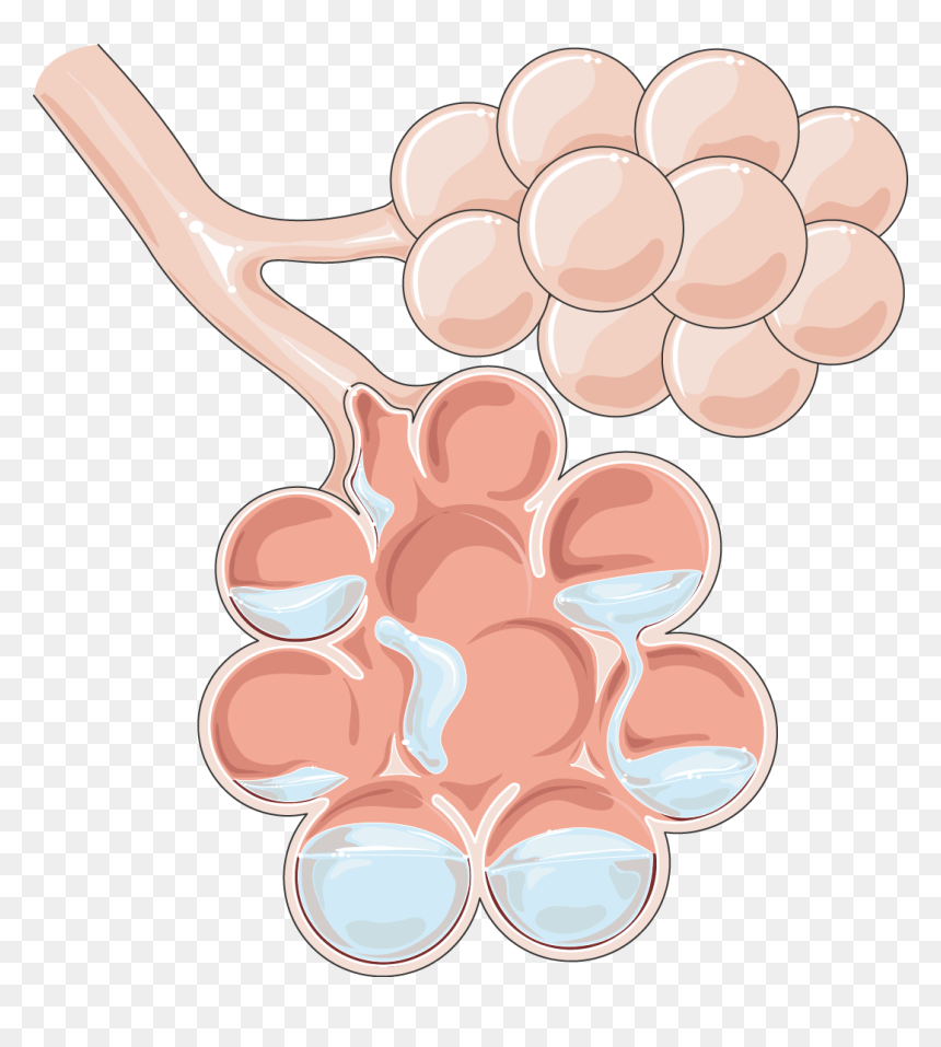 Furosemide Works In Pulmonary Edema, HD Png Download - lungs png