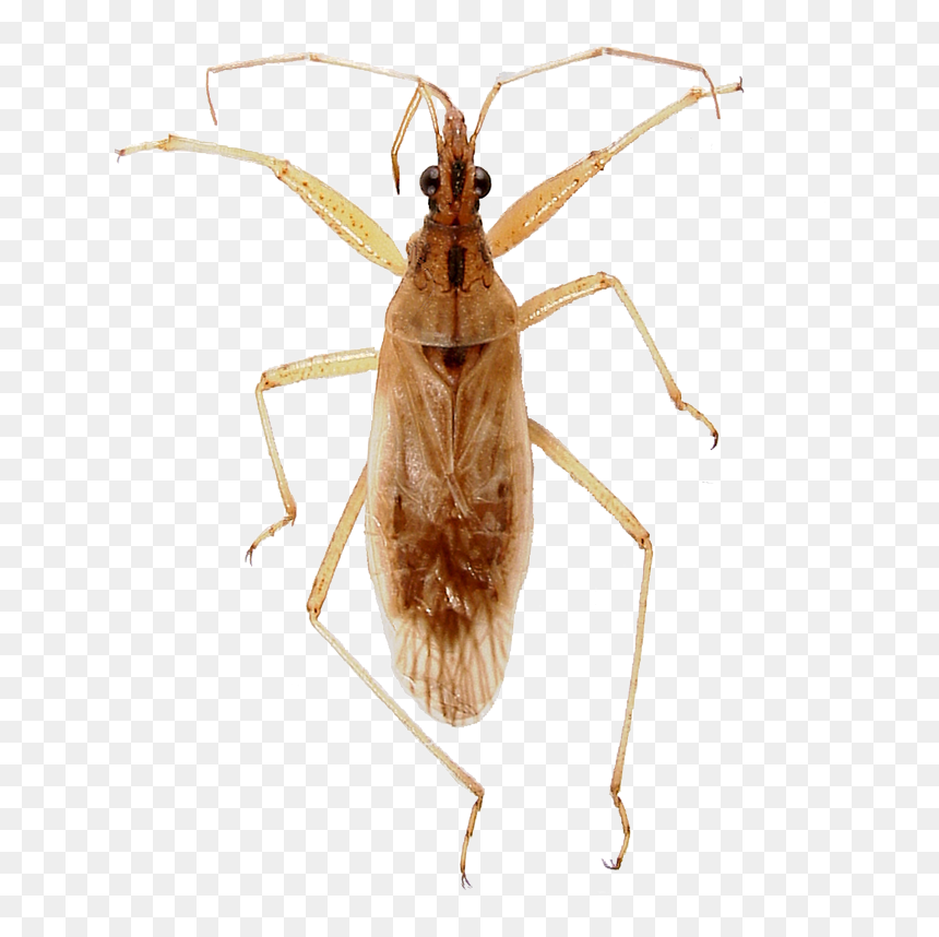 Beetle, HD Png Download - bugs png