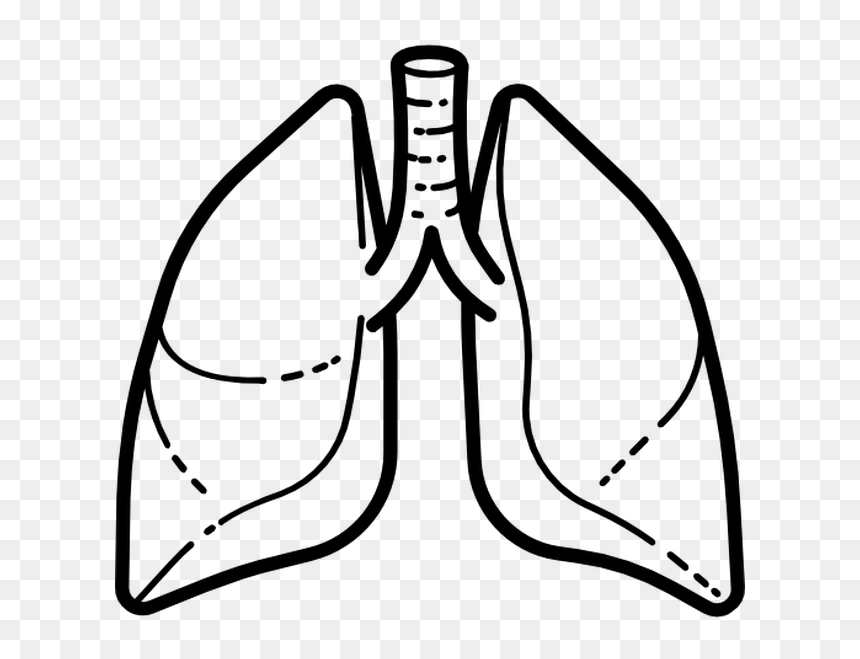 Lungs Vector Png, Transparent Png - lungs png