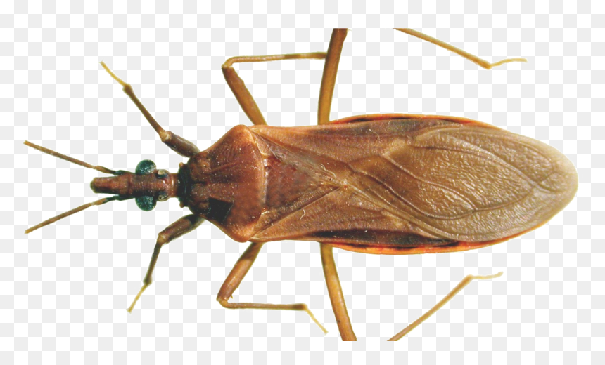 Bugs Png Free Download - Kissing Bug, Transparent Png - bugs png