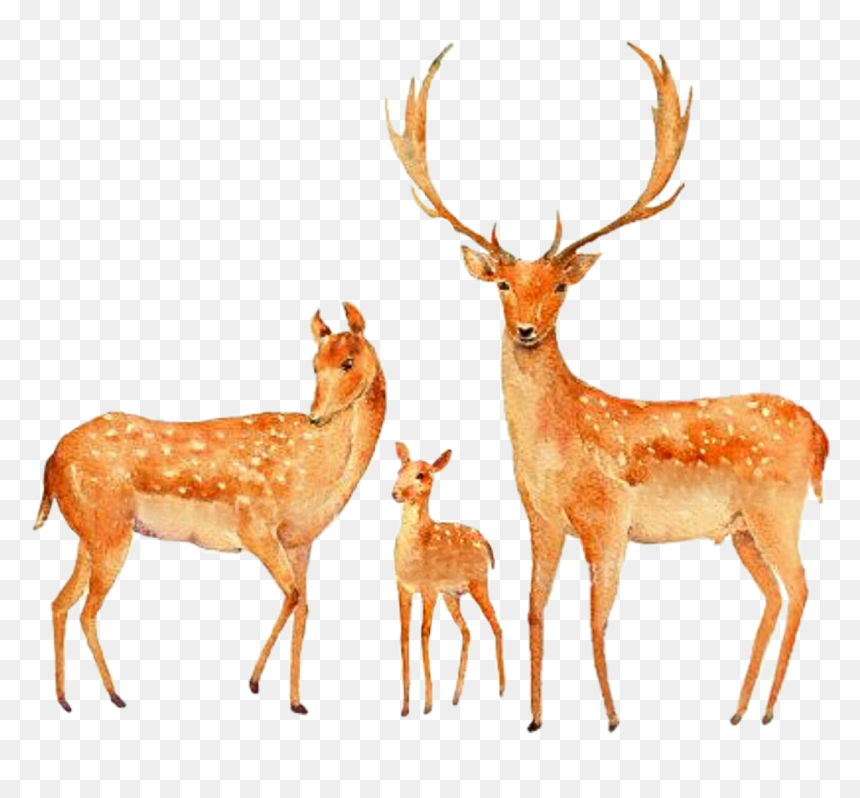 #watercolor #deer #buck #doe #fawn #family #couple - Painting Of Deer Couple, HD Png Download - buck png