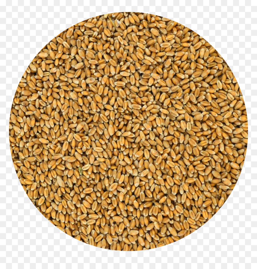 Cereal De Trigo Png, Png Download - Barley, Transparent Png - trigo png