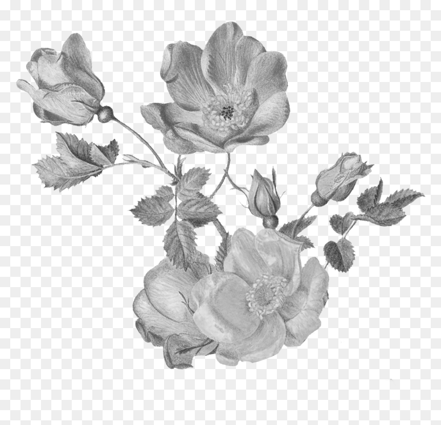 Garden Roses, HD Png Download - tinsel png
