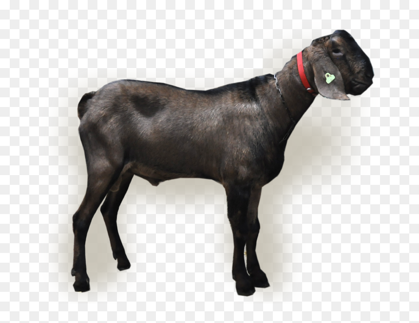 Sheep , Png Download, Transparent Png - buck png