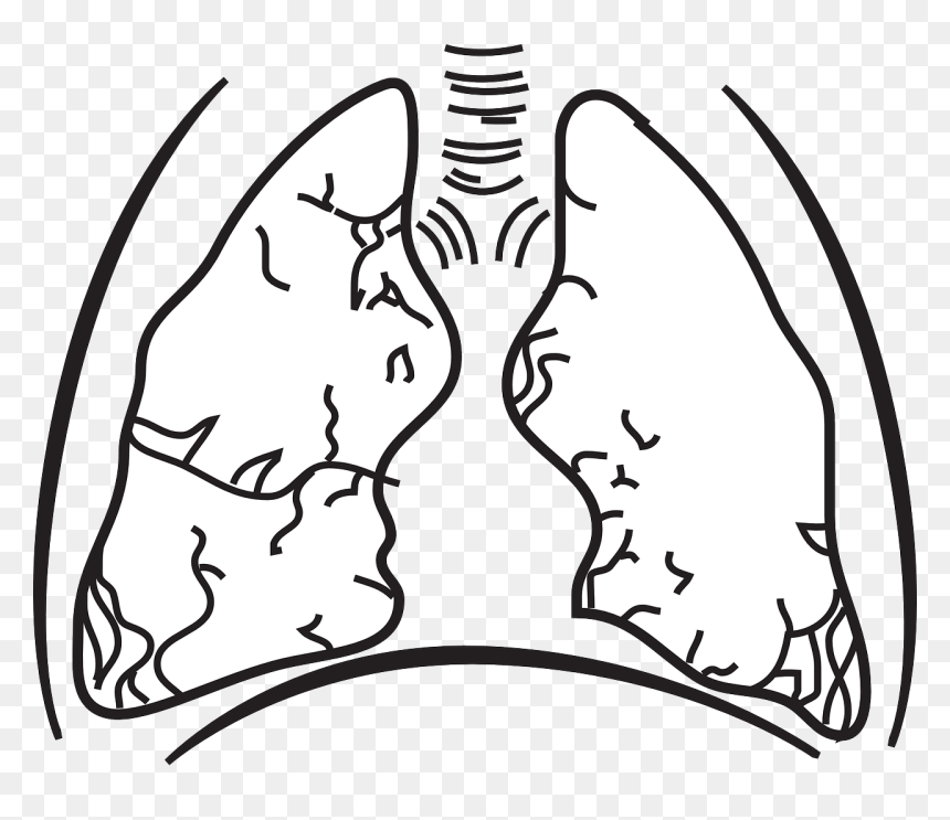 Tuberculosis Black And White, HD Png Download - lungs png