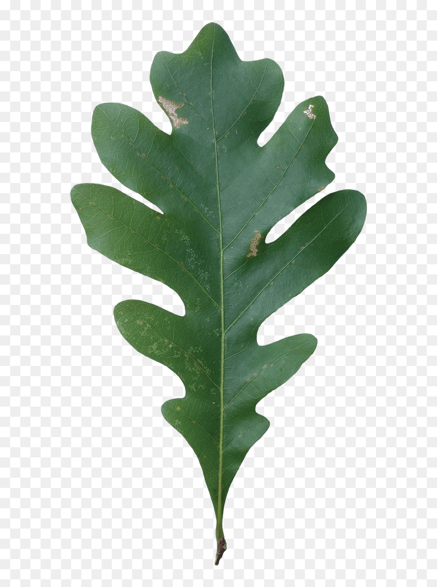 Acorn Leaf Png Clipart , Png Download - White Oak Tree Leaves, Transparent Png - oak leaf png