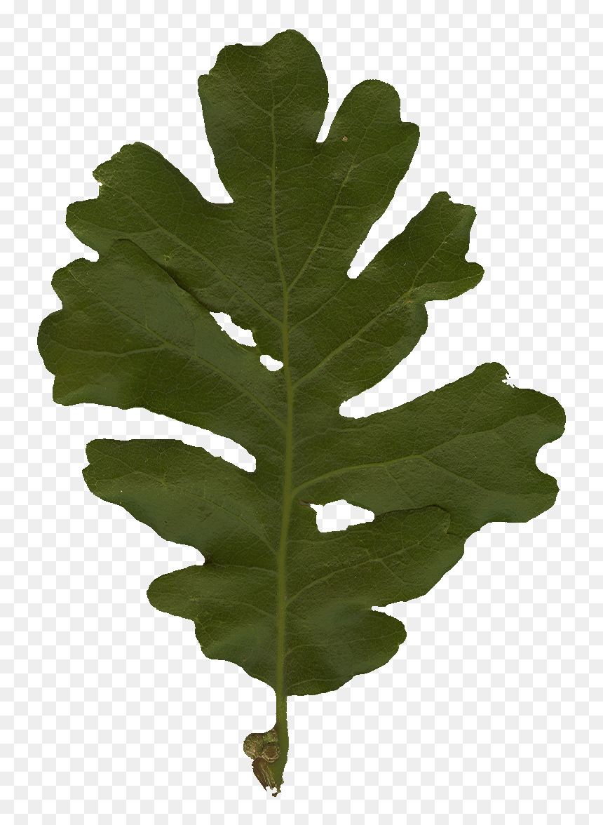 Oak Leaf Png, Transparent Png - oak leaf png