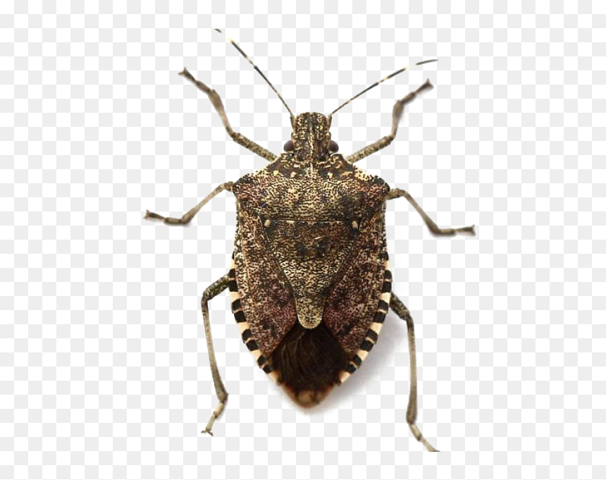 R Insects, HD Png Download - bugs png