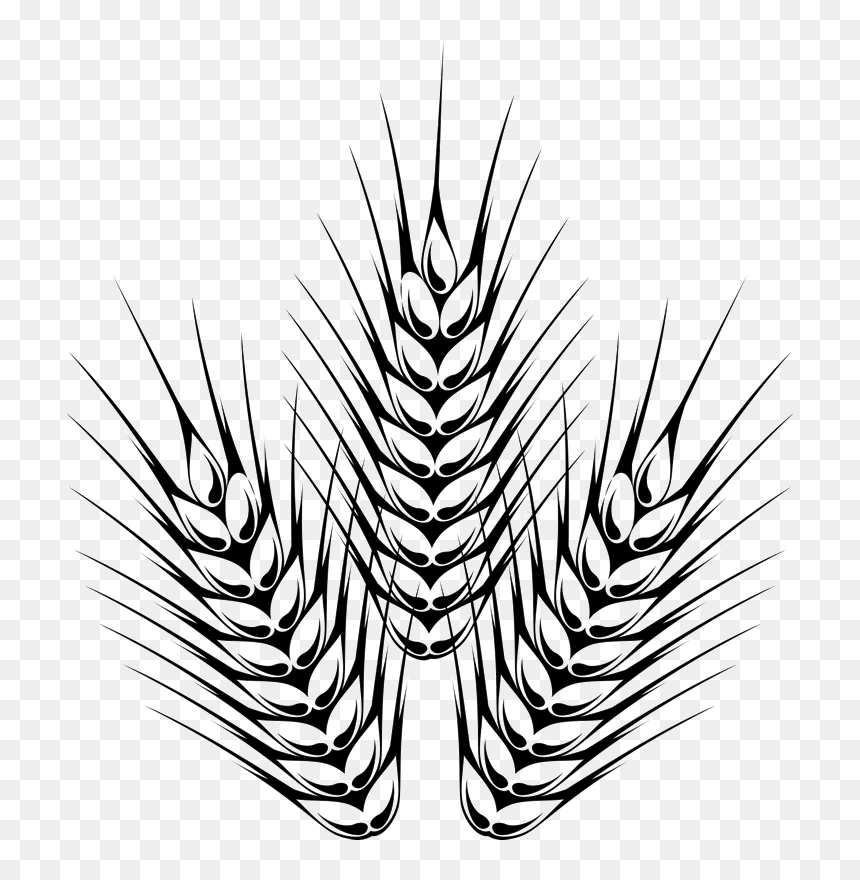 Barley Outline Rubber Stamp - Outline Images Of Barley, HD Png Download - barley png