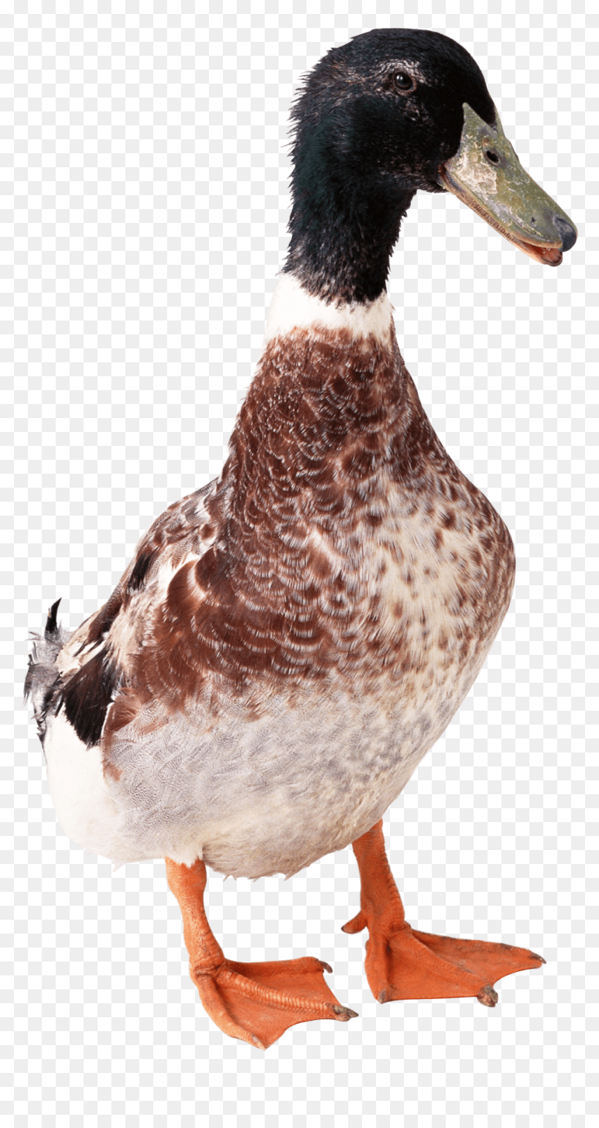 Duck From Front Png Image - Duck Front Png, Transparent Png - ducks png