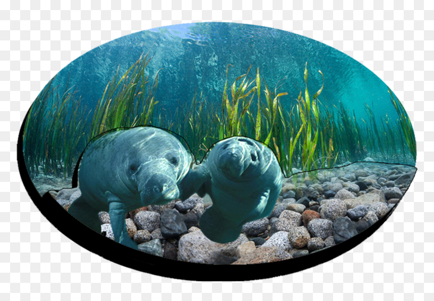 Fd5015-99 Double Epoxy Foil Manatee Magnet - Dugong, HD Png Download - manatee png
