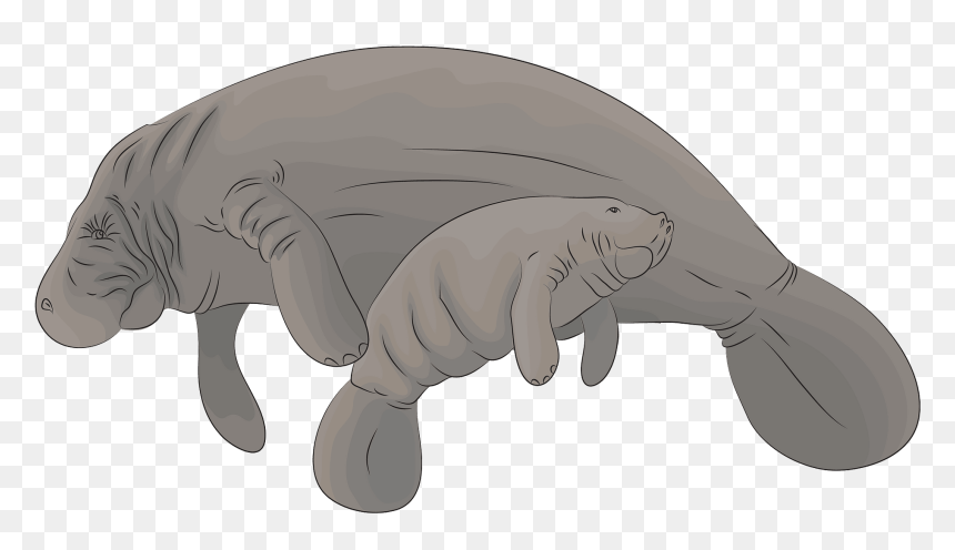 Manatee Clipart, HD Png Download - manatee png