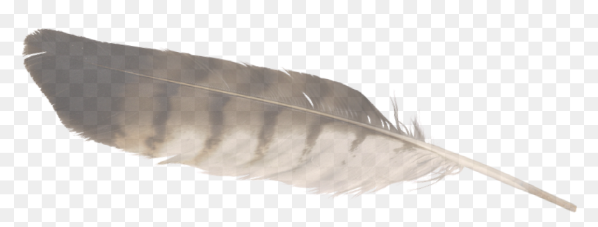 Eagle Feather Tilt-01 , Png Download, Transparent Png - eagle feather png
