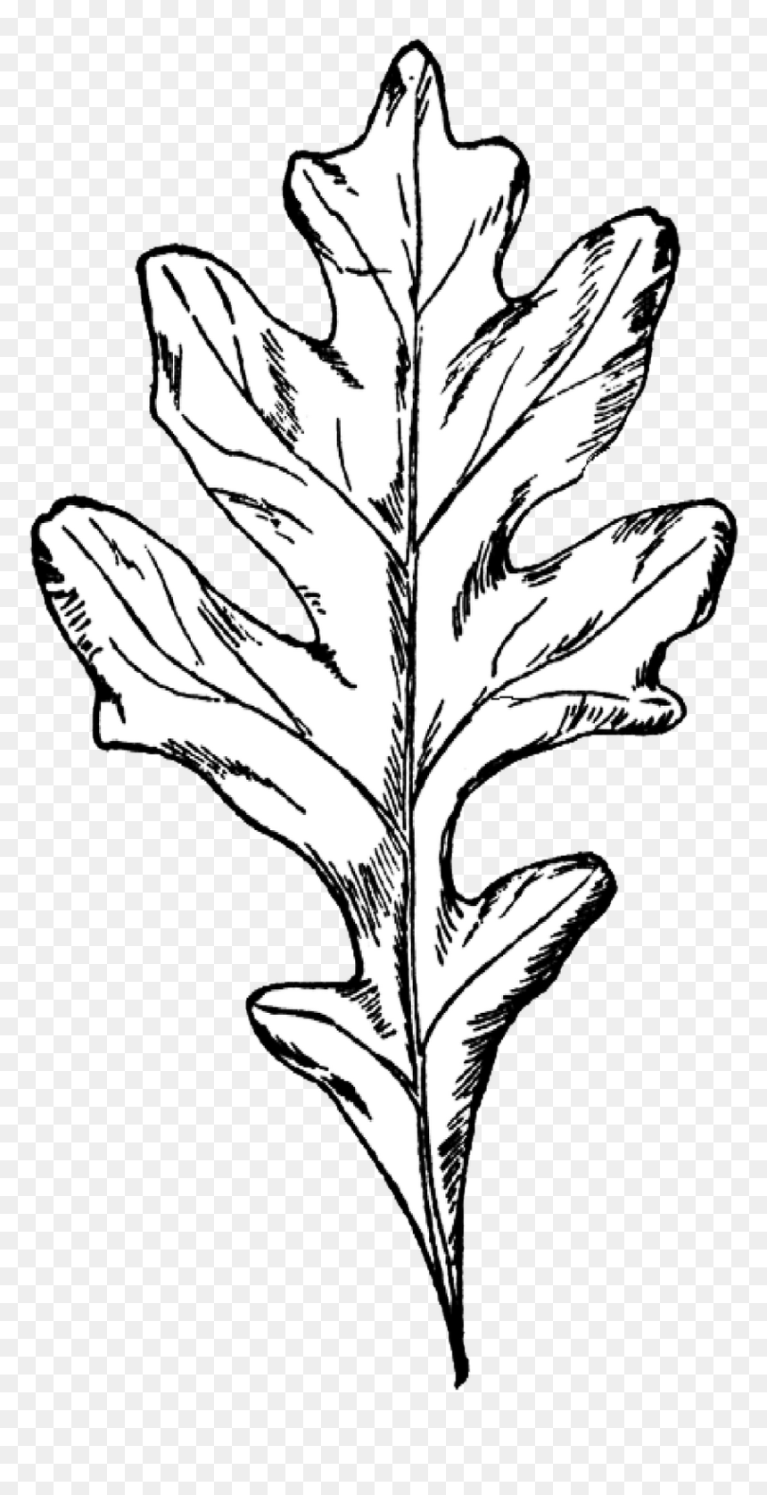 Free Digital Stamp Oak Leaf - White Oak Leaf Clipart, HD Png Download - oak leaf png