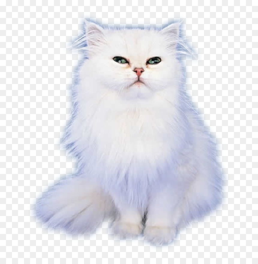 Real Cat Emoji, HD Png Download - cat emoji png