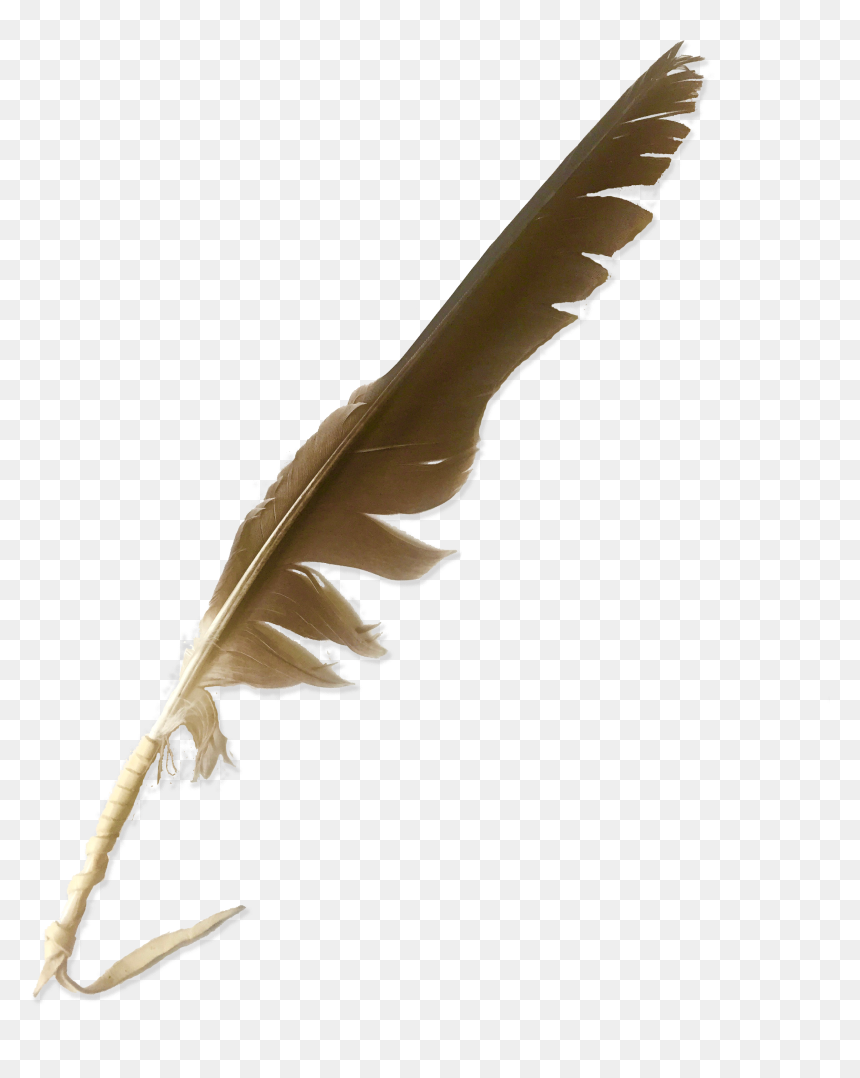 File - Nw-greenlandeagle - Buzzard, HD Png Download - eagle feather png