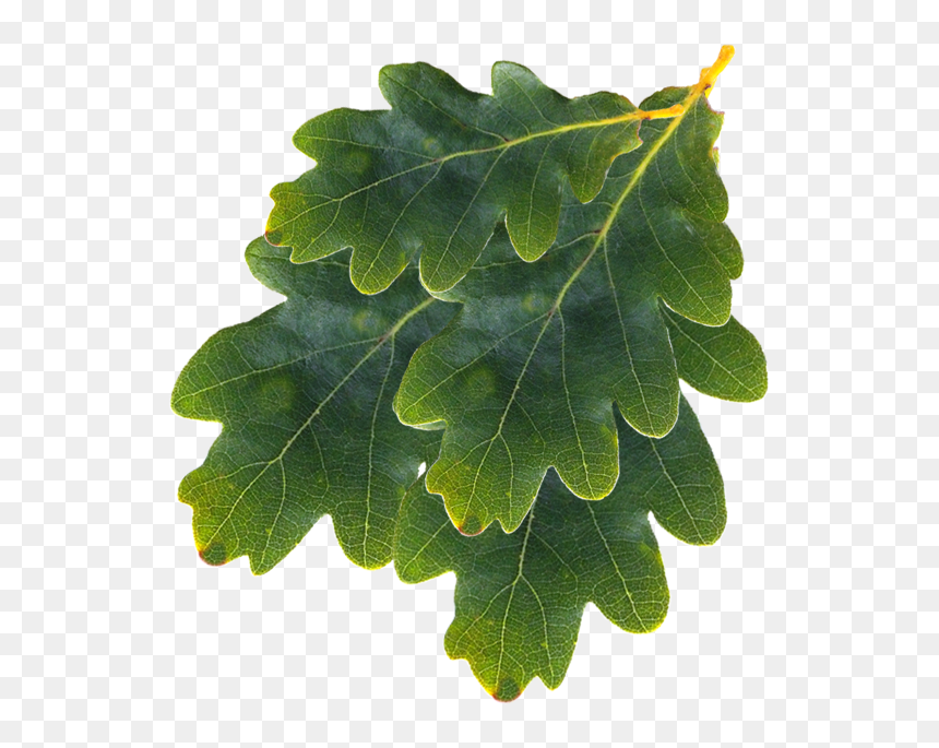 Gambel Oak, HD Png Download - oak leaf png