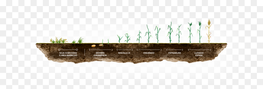 Transparent Espigas De Trigo Png - Grass, Png Download - trigo png