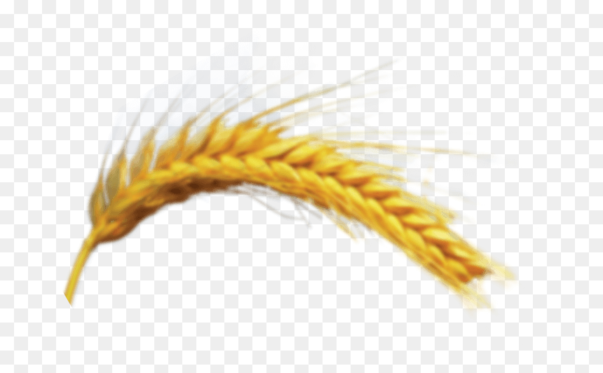 Khorasan Wheat, HD Png Download - trigo png