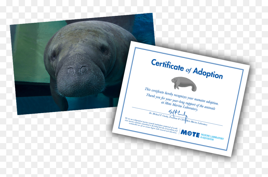 Items Included In E-pal Package - Portable Network Graphics, HD Png Download - manatee png