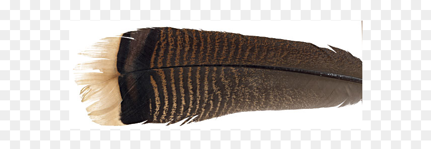 Feather Craft Feather Craft Large Wild Turkey Tail - Turkey Feather Png, Transparent Png - eagle feather png