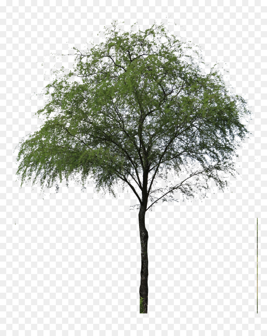 Huizache Arbol Png , Png Download - Arbol Png, Transparent Png - arbol png