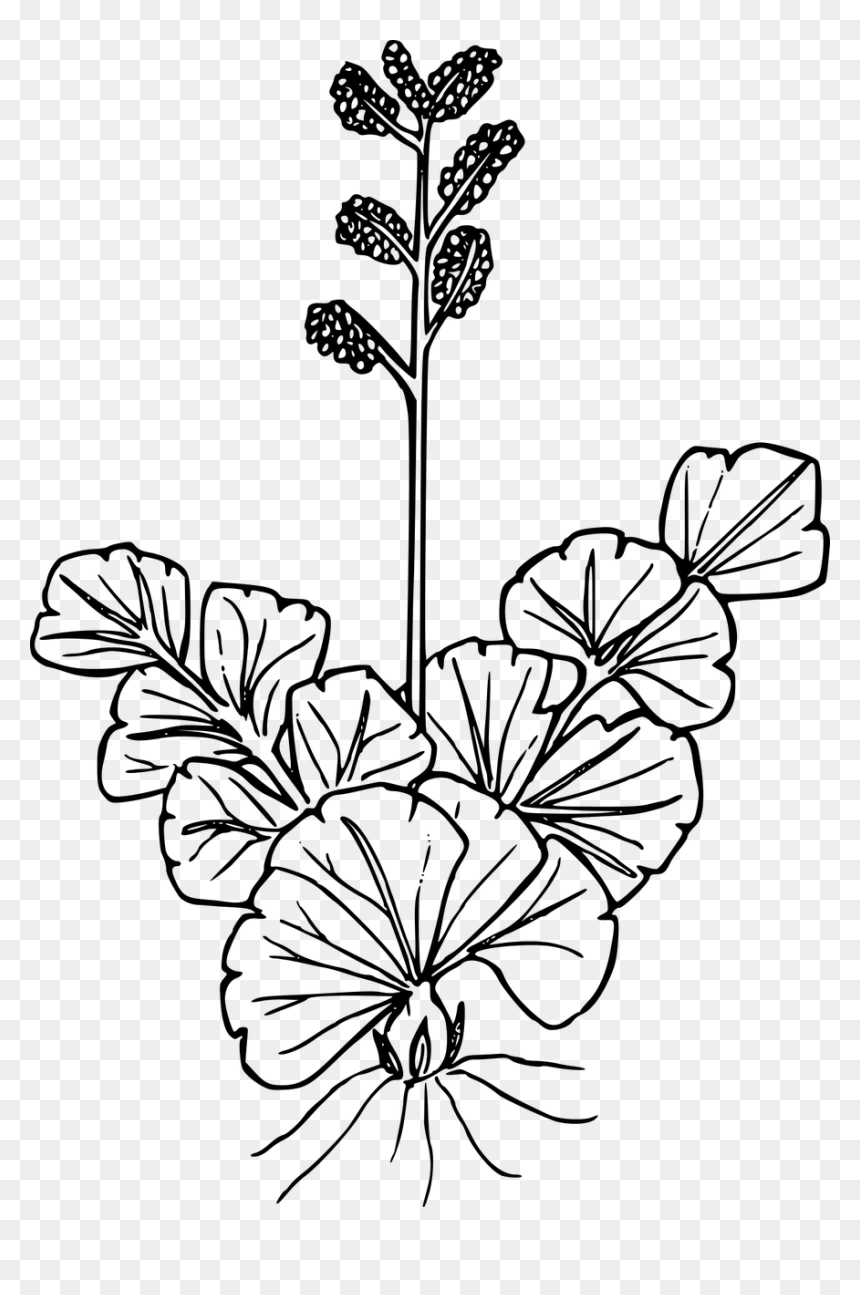 Line Art, HD Png Download - wildflower png
