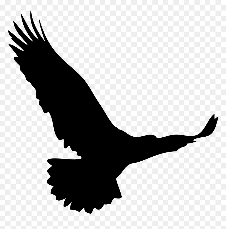 Birds, HD Png Download - eagle feather png