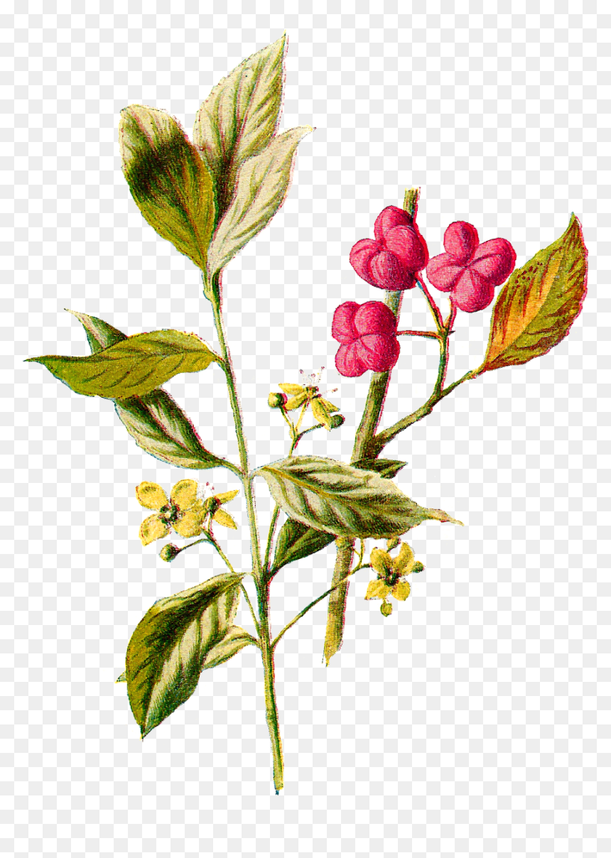 Wildflower Illustration Flower Digital Vintage - Wildflower Illustration Png, Transparent Png - wildflower png