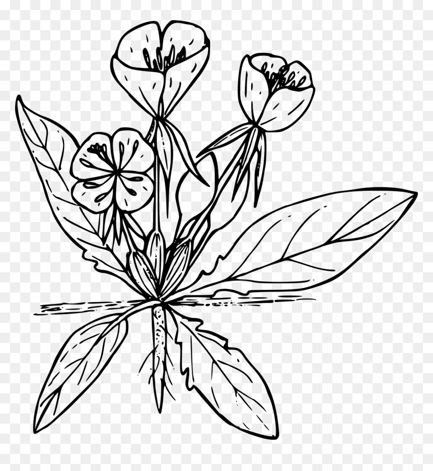 Primrose White And Black, HD Png Download - wildflower png