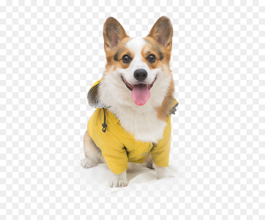 Pembroke Welsh Corgi, HD Png Download - doggo png