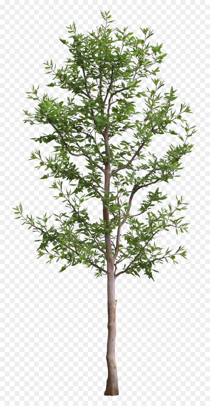 Transparent Arbol Png - Architecture Tree Render Png, Png Download - arbol png