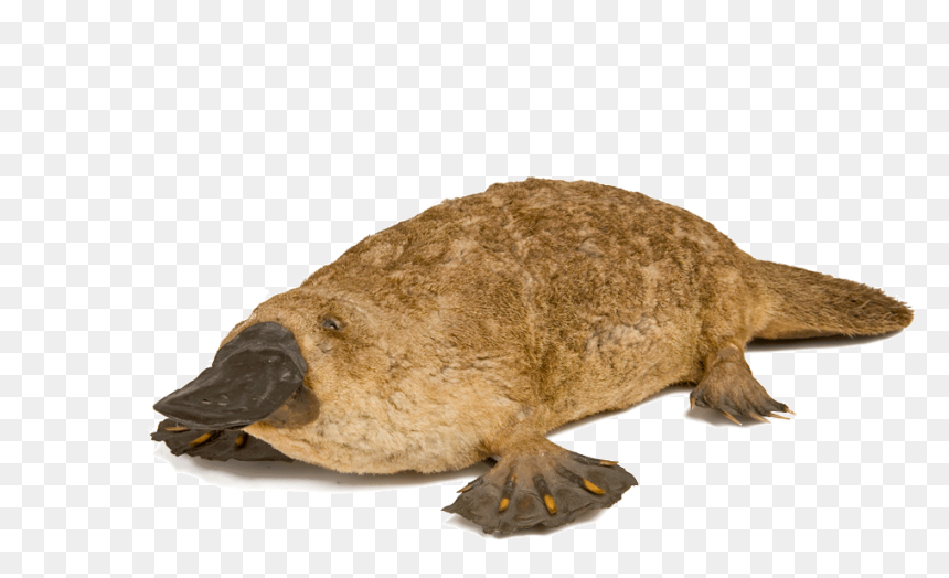 Thumb Image - Duck Billed Platypus Png, Transparent Png - platypus png