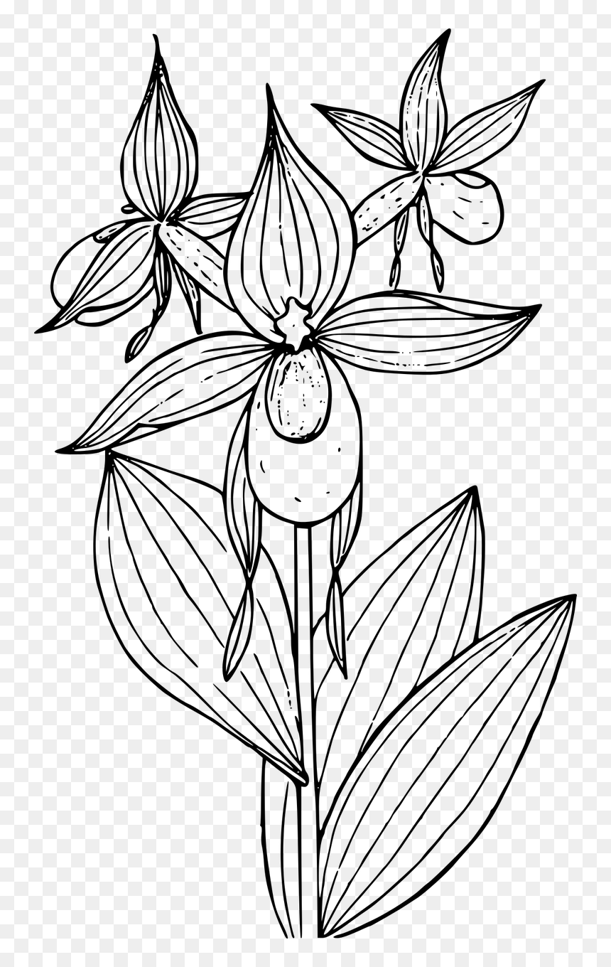 Lady's Slipper Flower Drawing, HD Png Download - wildflower png