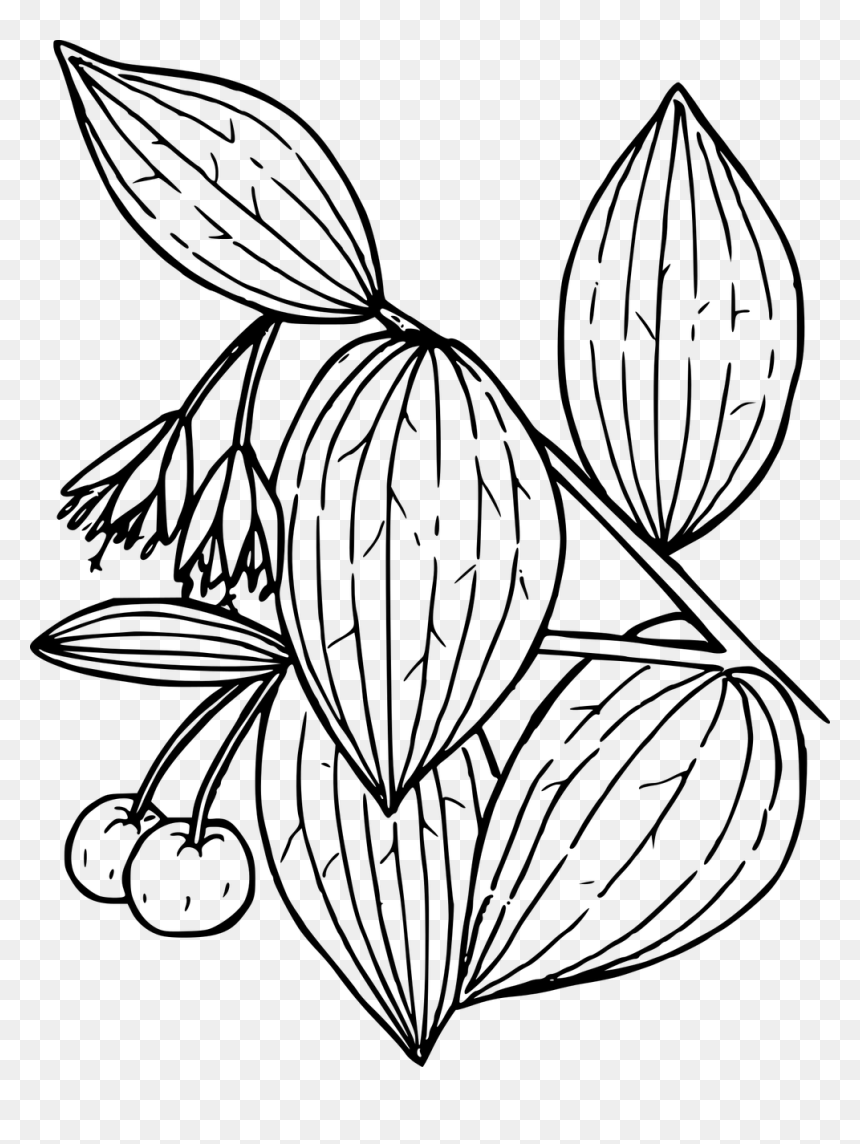 Flower, HD Png Download - wildflower png