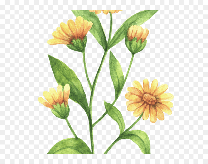 Rustic Marigold Seeds Wedding Favour Marry Golds Wildflower - Calendula Flower Drawing, HD Png Download - wildflower png
