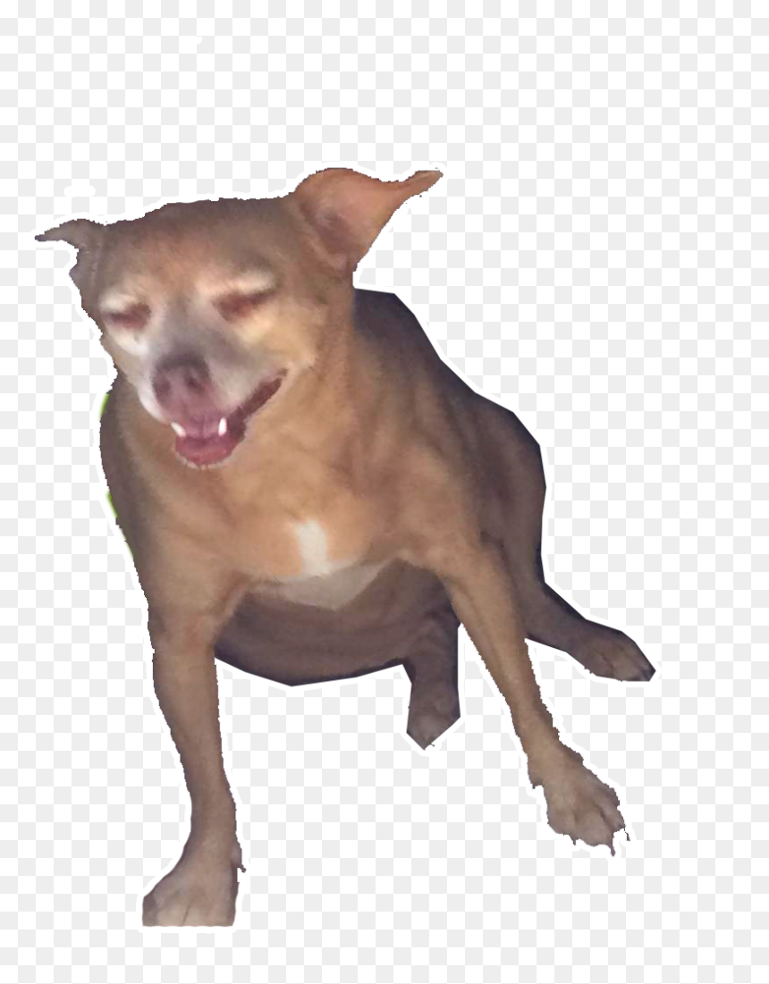 Dog Yawns , Png Download - Chihuahua, Transparent Png - doggo png